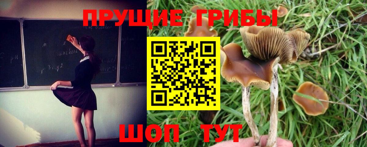 Галлюциногенные грибы Cubensis Наро-Фоминск